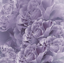Floral  vintage purple  beautiful background.  Flower composition. Bouquet of flowers from  violet  roses. Close-up. Nature.