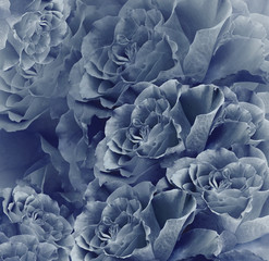 Floral  vintage blue beautiful background.  Flower composition. Bouquet of flowers from  dark blue   roses. Close-up. Nature.