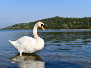 Fototapeta premium Mute swan in a blue lake