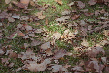 There are many fallen leaves on the lawn