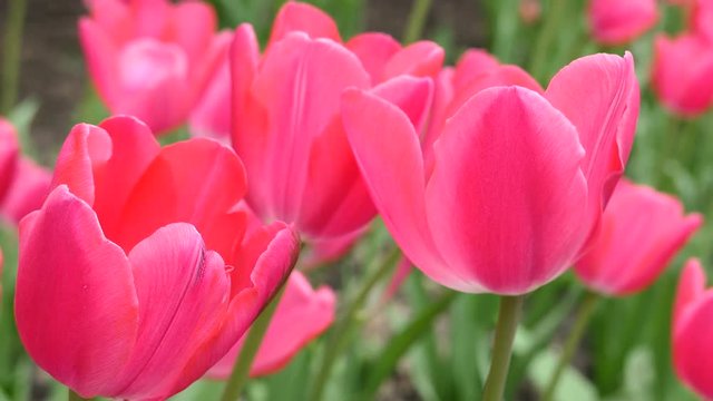 Bright Pink Tulips Field