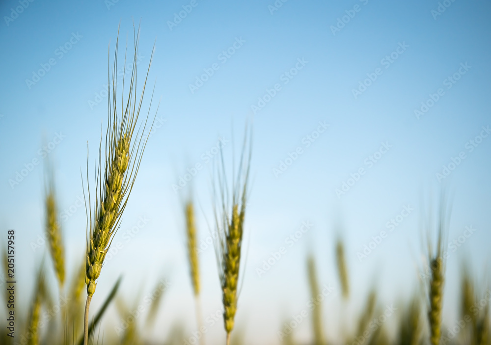 Poster Image of  barley corns growing in a field