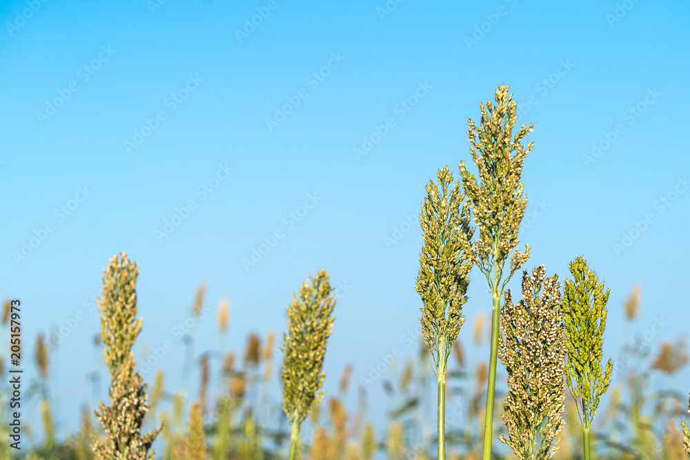 Wall mural Close up Sorghum in field agent blue sky