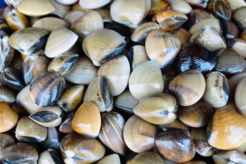 Cartridge shell for sale in local market