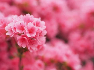 Türaufkleber Azalee Rosa Azaleen in voller Blüte