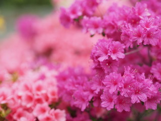 満開に咲くピンク色のツツジ