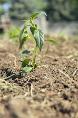 Garden. New plant. Blur background. Additional space for text.