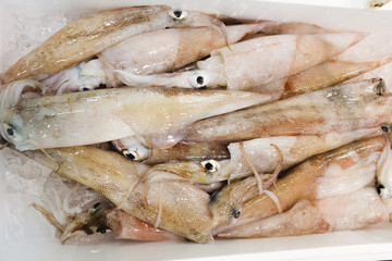 店頭の新鮮なイカ