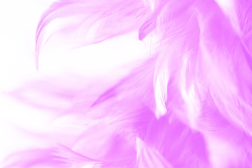 Bird and chickens feather texture for background Abstract,blur style and soft color of art design.for mobile case