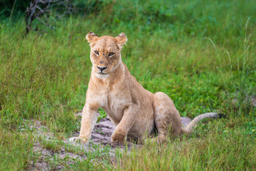 Fototapeta na wymiar Mighty Lion watching the lionesses who are ready for the hunt in Masai Mara, Kenya (Panthera leo)