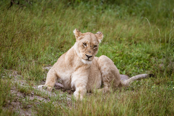 Fototapeta premium Mighty Lion watching the lionesses who are ready for the hunt in Masai Mara, Kenya (Panthera leo)