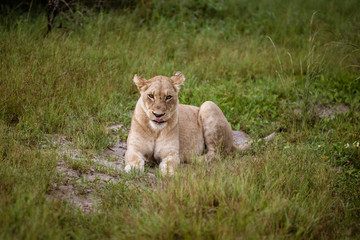 Mighty Lion watching the lionesses who are ready for the hunt in Masai Mara, Kenya (Panthera leo)