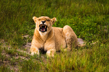 Mighty Lion watching the lionesses who are ready for the hunt in Masai Mara, Kenya (Panthera leo)