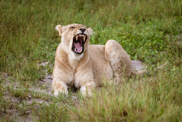 Mighty Lion watching the lionesses who are ready for the hunt in Masai Mara, Kenya (Panthera leo)