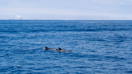 Dolphin couple swimming in open ocean waters near Ventura coast, Southern California