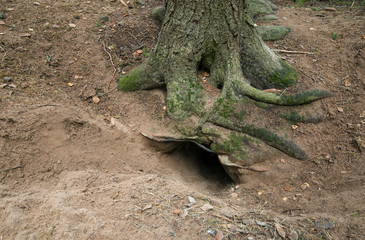 Mammal den in sand under tree