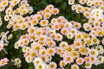 Flowers, flowers chrysanthemum, Chrysanthemum wallpaper, chrysanthemums in autumn, chrysanthemums annuals, chrysanthemum photos,