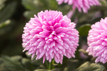 Flowers, flowers chrysanthemum, Chrysanthemum wallpaper, chrysanthemums in autumn, chrysanthemums annuals, chrysanthemum photos,