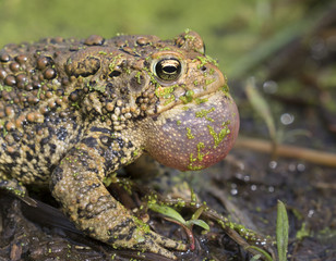 Calling American toad (Anaxyrus americanus) calling