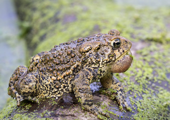 American toad (Anaxyrus americanus) with inflated calling bag