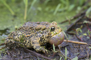 Calling American toad (Anaxyrus americanus)