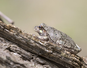 The gray treefrog (Hyla versicolor) on the tree branch