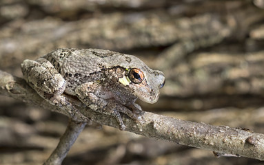 Portrait of Gray Treefrog (Hyla versicolor) 