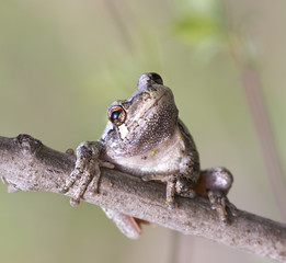 The gray treefrog (Hyla versicolor) on the tree branch