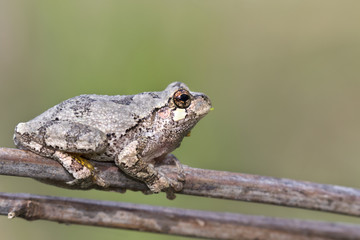 The gray treefrog (Hyla versicolor) on the branch