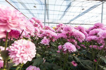 Flowers, flowers chrysanthemum, Chrysanthemum wallpaper, chrysanthemums in autumn, chrysanthemums annuals, chrysanthemum photos,