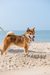 Shiba Inu play on the beach