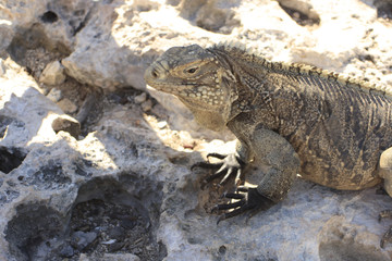 iguane
