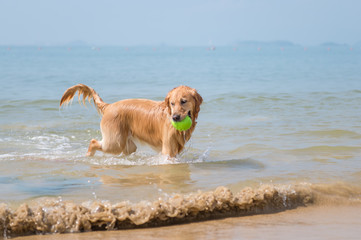 Golden retriever playing on the beach