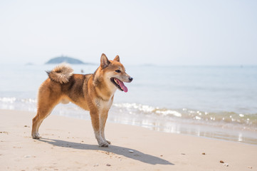 Shiba Inu play on the beach