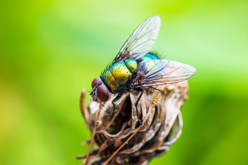 Exotic Drosophila Fruit Fly Diptera Insect on Plant