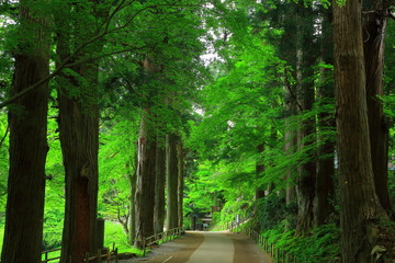 Obraz premium 世界遺産 新緑の中尊寺
