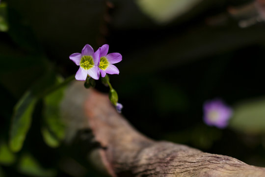 Flor silvestre morada con una figura de pentagono en el centro 