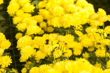 Flowers, flowers chrysanthemum, Chrysanthemum wallpaper, chrysanthemums in autumn, chrysanthemums annuals, chrysanthemum photos,
