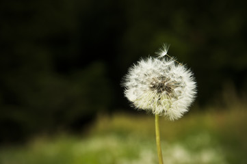 タンポポ　綿毛