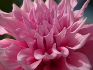 フラワーパーク