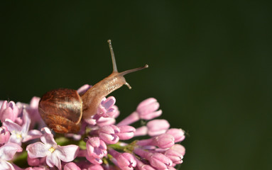 small snail on the flowers of lilac. sweet gentle  natural composition. macro