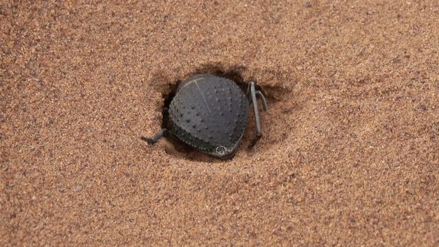 Scarab beetle digs a mink in the sand in the Sahara desert
