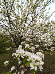 Obraz premium Apple blossom in spring
