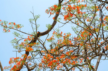 Royal Poinciana or Flamboyant (Caesalpinia pulcherrima) with blue sky in the outdoor nature park