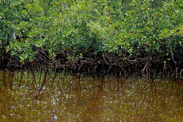 Mangrove trees and specular reflection in water in Seychelles