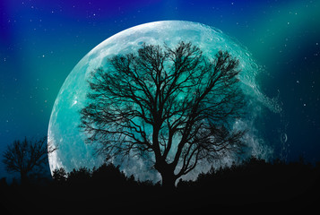 Fototapeta na wymiar Lone tree with moon at it largest also called supermoon 