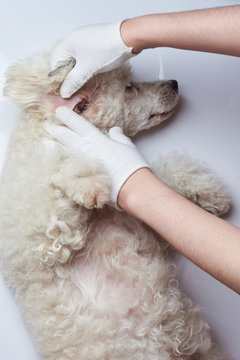 Examination dog in hospital