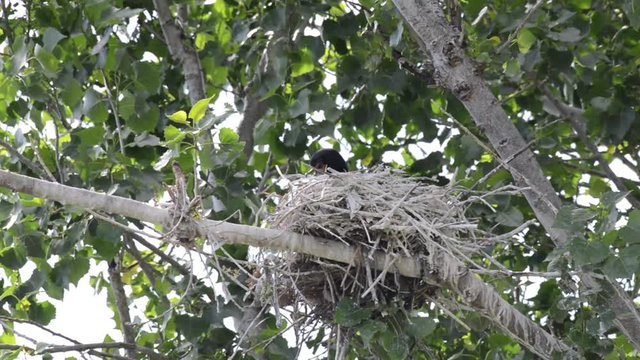 HD Video of double crested cormorants nesting in the top of tree with green leaves, wind blowing branches.