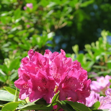 Fototapeta beautiful big purple flowers on a rhododendron shrub in the spring