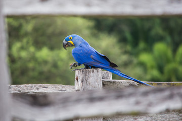 Beautiful Great Blue Macaw at Pantanal  Sul, Mato Grosso do Sul, Brazil